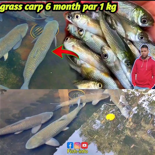 grass carp fish farming in pond | seed stocking and culture | fish growth | big carp fish #fishinfo | Fish Info