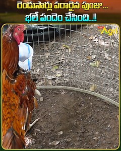 604K views · 12K reactions | Kodi Pandalu Strategy and Breed...