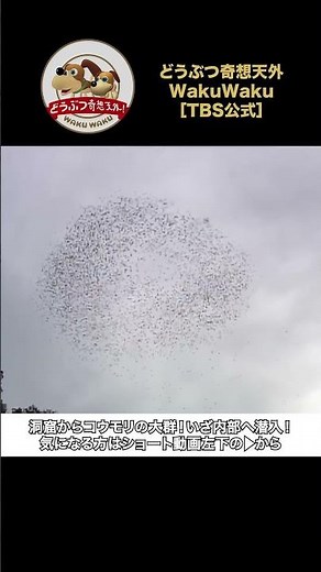 A Mysterious Swarm Emerging from a Cave in Borneo… It’s a Colony of Bats! [Animal Wonders / WAKUW...