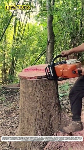 Tree Trimming: How Motorized Saws Slice Round Stumps Into Thin Wood Disks