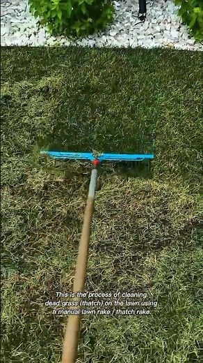 Lawn Dethatching: Removing Dead Grass With a Manual Thatch Rake