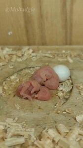 Beautiful pair of chicks ⚘️ #Budgie #budgielife #pets #birds #birdlife #petswatch #watch #Mobudgie #everyone #moms | Mo Budgie