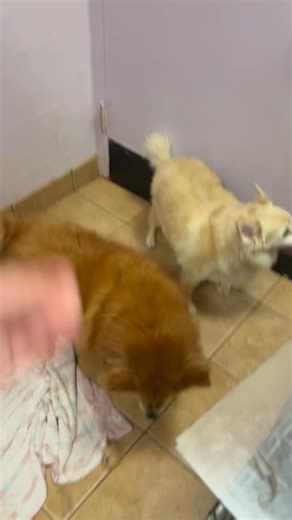 12K views · 342 reactions | We planned to introduce you to the...