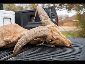 A Successful Aoudad Hunt with the 25-7 PRC