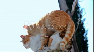 Two mating domestic cats. Outdoors, 4k footage.