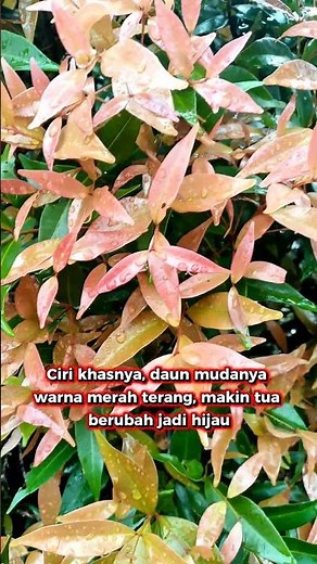 Pucuk Merah