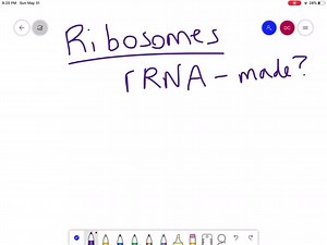 SOLVED:The RNA components of ribosomes are synthesized in the . a. cytoplasm b. nucleus c. nucleolus d. endoplasmic reticulum