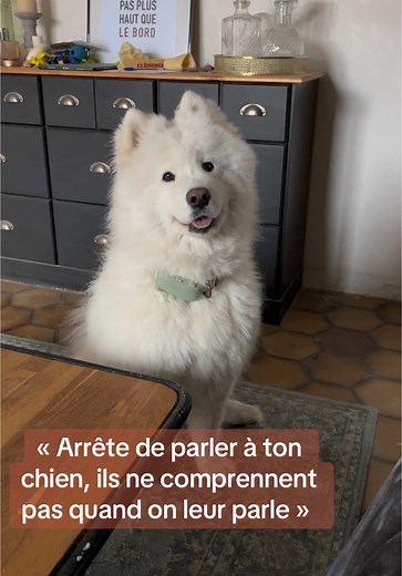 Elle comprend et elle m’emmène même à l’endroit magique 🤪 #chien #bebe #dog #samoyede #funnyvideo #pourtoi #pt #foryou #fy #fyp #foryoupage