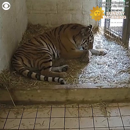 That’s a lot of noise for such little cubs! A mother Amur tiger nursed her noisy babies at the Banham Zoo in England last month. The zoo shared the video and said: “Mum definitely has her paws full with these little ones!” | CBS Sunday Morning
