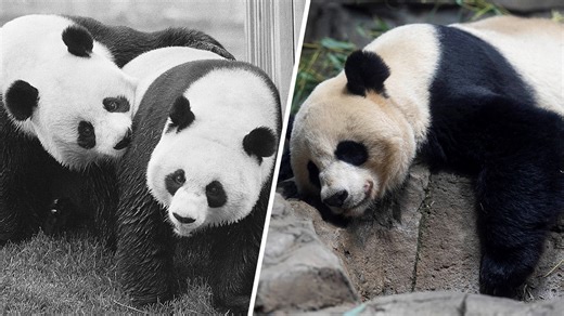 4 Panda Facts to Celebrate 50 Years of Pandas at the National Zoo