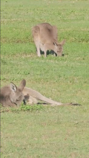 skippy the bush kangaroo