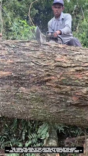 Cutting a Large Tree Trunk with Precision Chainsaw 💪