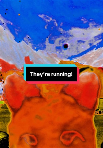 Will the polar bear break the ice? Fast fast animals running for their lives.