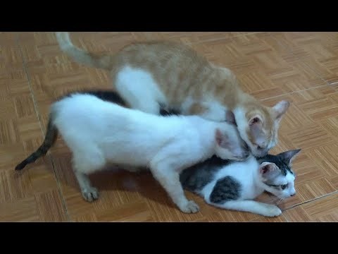 Wow! 2 Female Cats Mating With 1 Male Cat