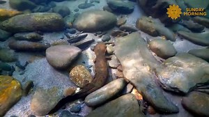 Do Nothing For Three Minutes Take a minute, turn up the volume and get on your swimsuit as we take you to a North Carolina creek, among the hellbenders – amphibians also known as "snot otters." Videographer: Justin Grubb. https://cbsn.ws/3YuQuI5 7 | CBS Sunday Morning