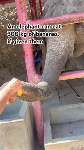 300 kg of bananas #fun #elephant #banana