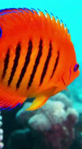 Flame Angelfish (Centropyge loricula)