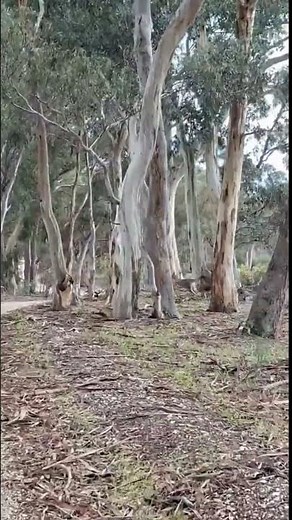 DANGER KANGAROOS CROSSING THE ROAD #wildliferescue #naturelovers #ROOs #roadtrip #australia