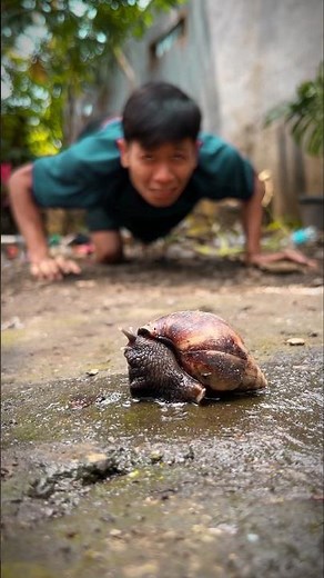 Sleeping snail, moving the snail into the soil so it can sleep more soundly and safely #snailsong