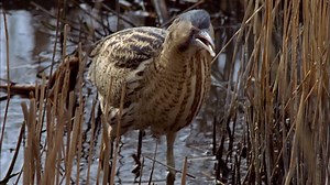 Booming bittern at record numbers, says RSPB
