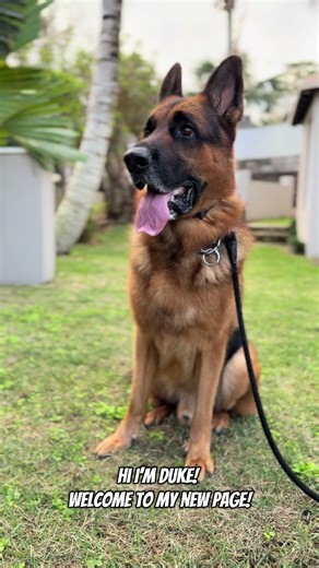 Life as a German Shepherd in Bermuda