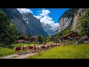 Swiss Cows coming home from the mountains in Lauterbrunnen and Wengen! 🇨🇭🐮