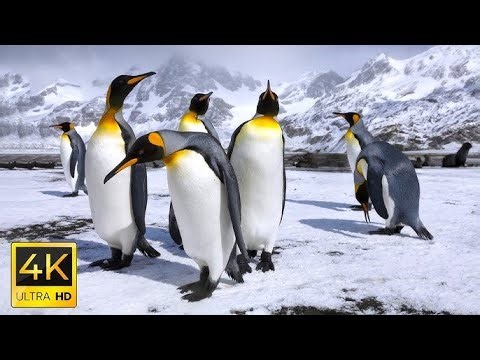 Rare animals in Antarctica
