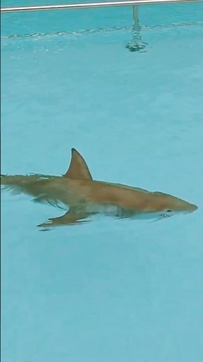 This RC Shark Had Everyone Fooled!