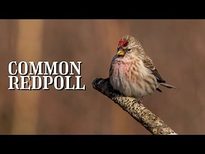 The COMMON REDPOLL with CALL and SOUNDS