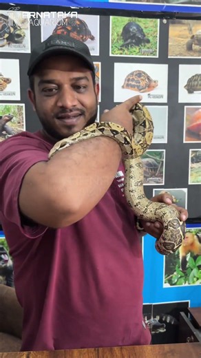 3 Reasons Why Boa Constrictors Are So Amazing! 🐍🔥