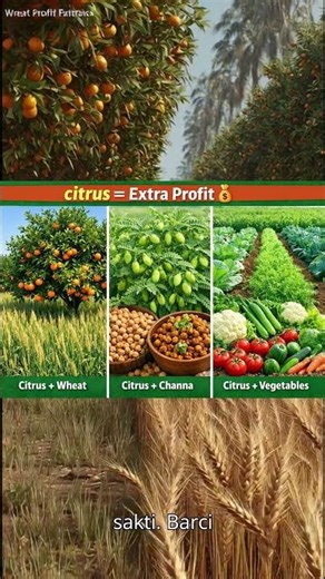 Intercropping in Kinnow Orchard 🍊 | Grow More Crops, Earn More Profit! #citrustree #intercropping