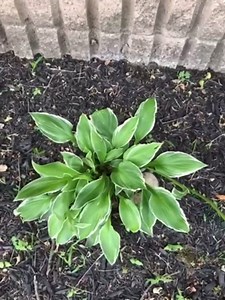 Best Deal on Amazon 9-Pack Hosta Bare Root Perennial Plants - Fresh from Our Farm Ship Fast Directly to you. Perfect for any home & garden grows year after year!