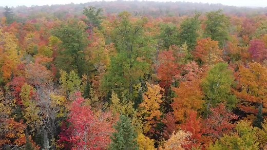 12K views · 525 reactions | WOW! Leaves on trees in Wisconsin’s northern forests are showing their fall colors. This drone footage was taken near Phelps on Monday. Credit: Paul Minten via Storyful https://bit.ly/3fth67Q | FOX6 News Milwaukee | Facebook