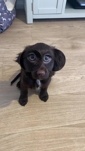 Her eyes 😍 #cockerspanielsoftiktok #cockerspanielpuppy #cockerpuppy #cocker #chocolatecockerspaniel #puppylove #puppy #pup #puppiesoftiktok #puppies #dog #dogsoftiktok #dogmom #dogmomlife #suziwithaz