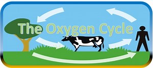 1.3  The Oxygen Cycle