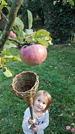 16K views · 6.1K reactions | A fruit picker for my daughter who couldn't quite reach the apples. . . . #apple #appleday #fruit #fruitpicker #willow #willowweaving #craft #craftinspiration #craftideas #creativeideas #creativeinspiration #harvest #apples #raiseemright #wicker #cottagecore #slowliving #smallscalefarming #smallholdinguk #homesteading #homestead | Lawsons Market Garden | Facebook