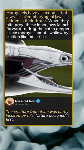 The Moray Eel's Hidden Second Jaw