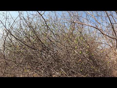Are you familiar with the fruit trees of the Caatinga?