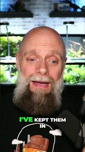 Snakeskin Barb: Perfect 20 Gallon Fish and Beginner Friendly!