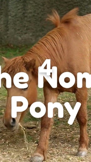 5 Smallest Horse Breeds in the World