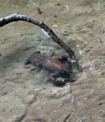 Nordamerikanischer Signalkrebs, eine invasive Art