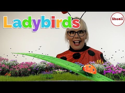 Ladybirds Facts and Fun | Kids Videos
