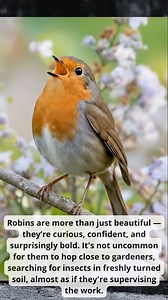 European Robin (Erithacus rubecula), one of the most beloved birds across Europe — often simply called the robin. With its unmistakable orange breast and face, soft white belly, and warm brownish-olive feathers, this little bird has become a symbol of winter, gardens, and gentle charm. Robins are more than just beautiful — they’re curious, confident, and surprisingly bold. It's not uncommon for them to hop close to gardeners, searching for insects in freshly turned soil, almost as if they're sup