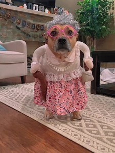 Funny outfits for dogs 🤣🤣#funnydog #foryou #fyp #funnytiktok #funnyvideos #dog #dogsoftiktok | I Love Dogs