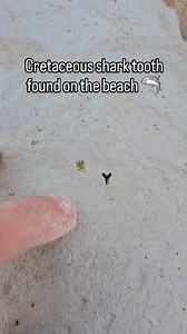 Fossilized shark tooth 🦈 I found recently in the Cretaceous (Cenomanian-Turonian) of Cap-Blanc-Nez in France 🇫🇷 Very fragile one ! Very hard to take it out of the rock Check the end to see it cleaned 🤓 . . . . #fossils #fossilhunter #paleontology #gems #rocks | Totofossils
