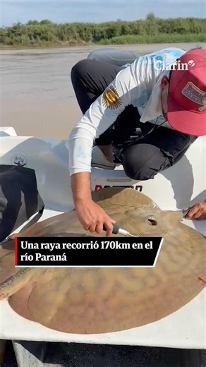 A stingray crossed more than 170 km in the Paraná River