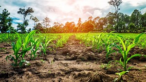 ▷ Manual de cultivo de maíz: desde la siembra hasta el consumo