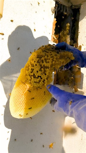 This is What Drone Brood Looks Like! I returned to Pasadena for the final chapter of a triple hive removal from a commercial property undergoing reconstruction. The construction team initially thought there was just one hive on the roof, but I uncovered three buzzing beauties! After successfully relocating the first two hives (you can see those exciting removals in my previous posts), it was time to tackle the third one. Although this hive was the smallest of the three, it was still quite impres