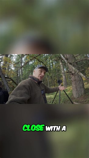 A wide-angle lens makes objects appear larger than they are. Even if it's already big, getting close to a tree with that lens will really emphasize its size. Plus, the yellow colors and ferns create a beautiful scene. #WideAngleLens #PhotographyTips #ForestScenes #NaturePhotography #LandscapePhotos | Quiet Light Photography Adventures