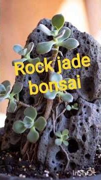 #rock bonsai #how to Make rock jade bonsai